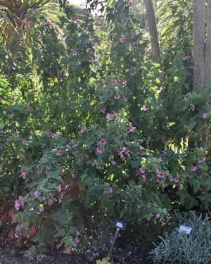 Anisodontea capensis