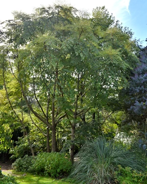 Aralia chapaensis