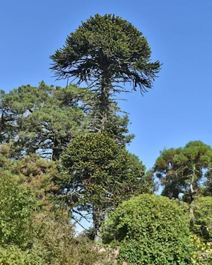Araucaria araucana