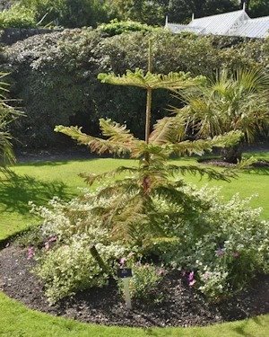 Araucaria heterophylla