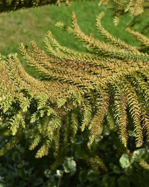 Araucaria heterophylla