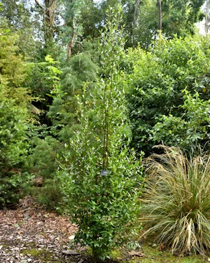 Atherosperma moschatum