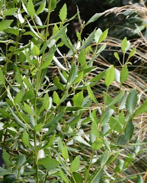 Atherosperma moschatum