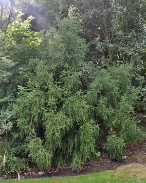 Athrotaxis selaginoides