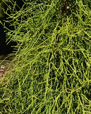 Athrotaxis taxifolia