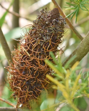 Banksia ericifolia 