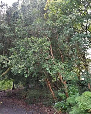 Blepharocalyx cruckshanksii