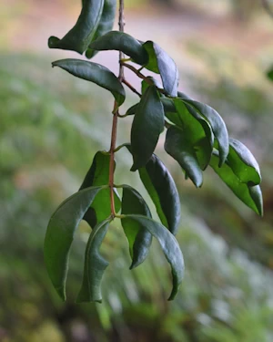Blepharocalyx cruckshanksii