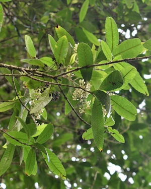 Caldcluvia paniculata
