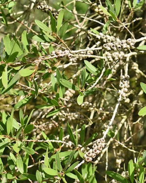 Callistemon viridiflorus