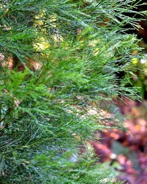 Callistris endlicheri