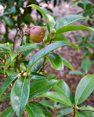 Camellia reticulata