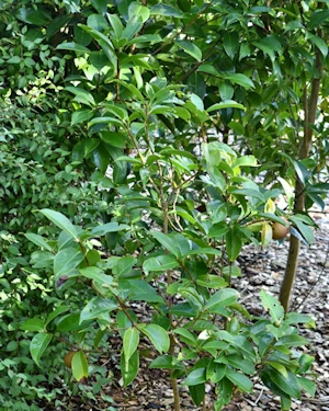Camellia reticulata