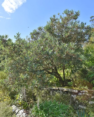 Comarostaphylis discolor