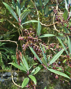 Comarostaphylis discolor
