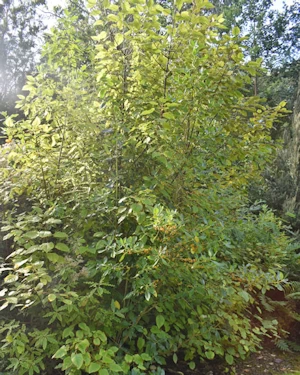 Coprosma robusta