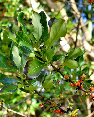 Coprosma robusta