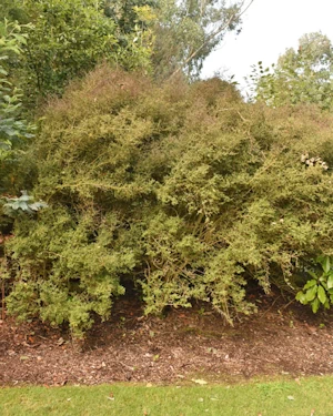 Coprosma virescens