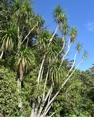 Cordyline australis