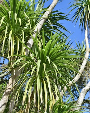 Cordyline australis
