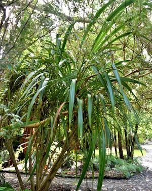 Cordyline banksia