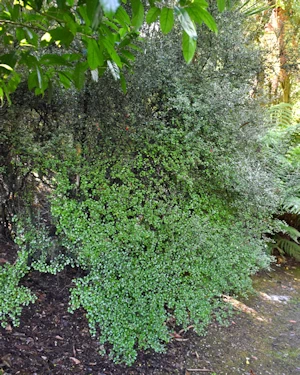 Corokia cotoneaster