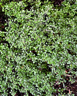 Corokia cotoneaster