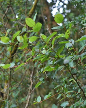 Crinodendron patagua
