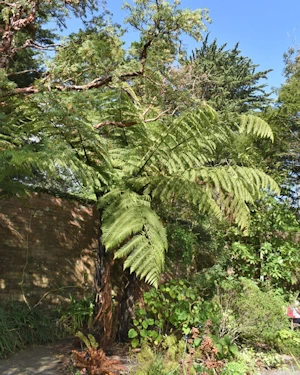 Cyathea medularis