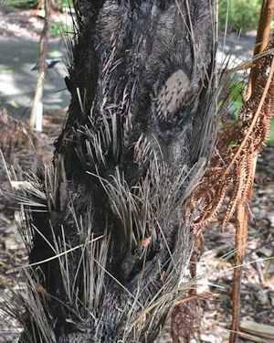 Cyathea medullaris