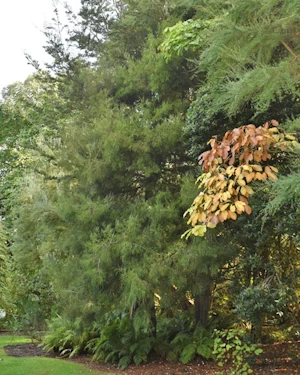 Dacrycarpus dacrydioides