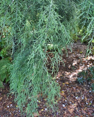 Dacrycarpus dacrydioides