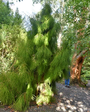 Dacrydium cupressinum