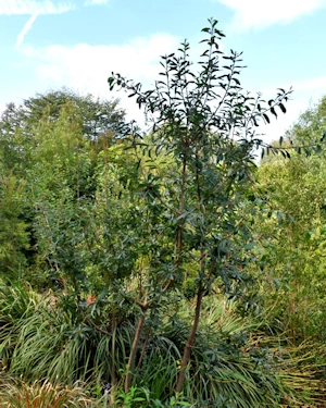 Embothrium coccineum
