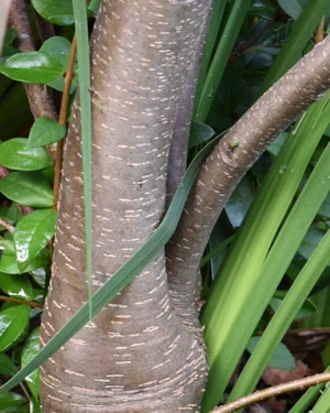 Embothrium coccineum