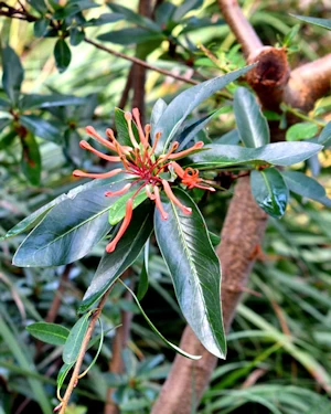 Embothrium coccineum