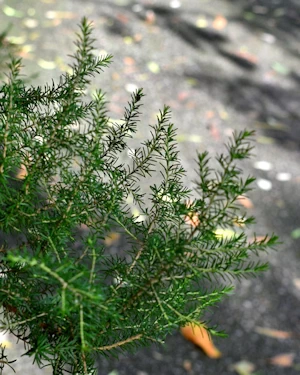 Erica arborea