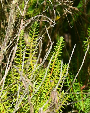 Erica scoparia