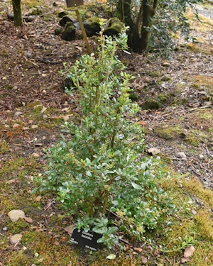 Escallonia leucantha