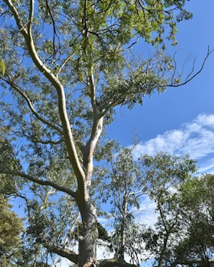 Eucalyptus pauciflora