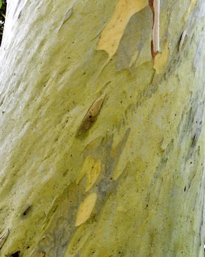 Eucalyptus pauciflora