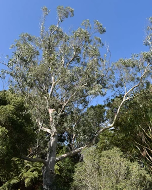Eucalyptus pauciflora