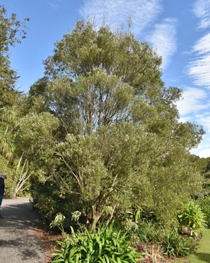 Eucryphia lucida