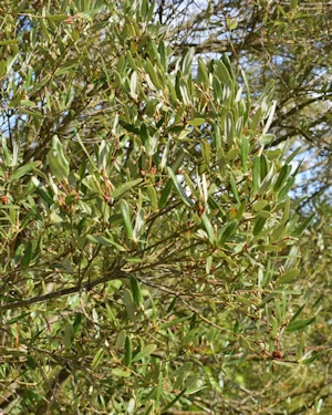 Eucryphia lucida