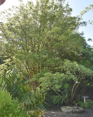 Eucryphia moorei