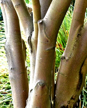 Eucryphia moorei