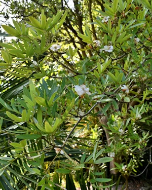 Eucryphia moorei