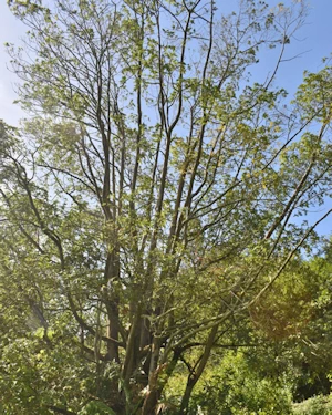 Eucryphia nymansensis