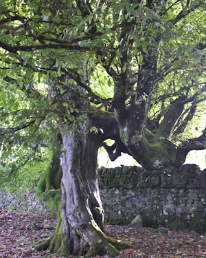 Fagus sylvatica