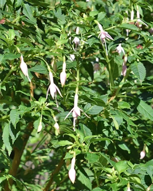 Fuchsia magellanica